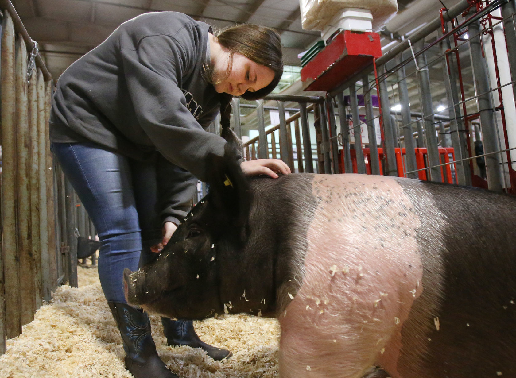 livestock show